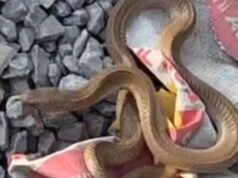 कोरबा में निर्माणाधीन मकान से निकला कोबरा, इलाके में मची अफरा-तफरी