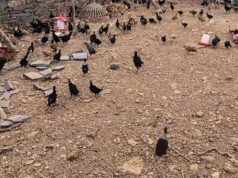 बस्तर के नवाचार देख उत्साहित हुईं बिलासपुर की दीदियाँ