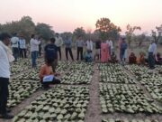साय सरकार के सुशासन में तेन्दूपत्ता संग्राहकों को मिली आर्थिक मजबूती, 10,160 हितग्राहियों के खातों में पहुँची 1.39 करोड़ रुपये से अधिक की बोनस राशि