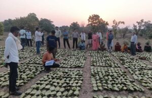 साय सरकार के सुशासन में तेन्दूपत्ता संग्राहकों को मिली आर्थिक मजबूती, 10,160 हितग्राहियों के खातों में पहुँची 1.39 करोड़ रुपये से अधिक की बोनस राशि