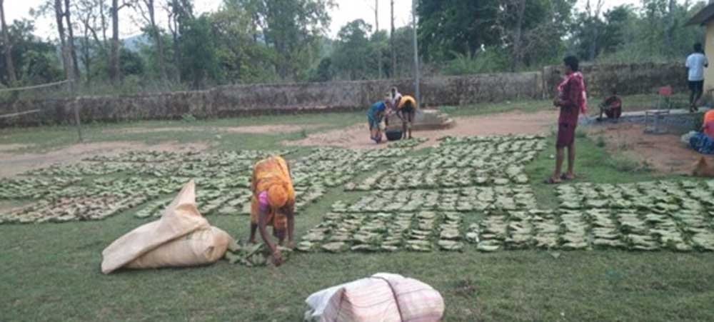 तेन्दूपत्ता संग्रहण की नई पहल से अबुझमाड़ के 22 गांवों को मिला लाभ