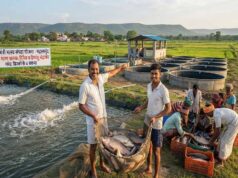 प्रधानमंत्री मत्स्य संपदा योजना ने बदली किसानों की किस्मत, मछली पालन बना अतिरिक्त आमदनी का मजबूत जरिया