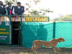 मुख्यमंत्री डॉ. यादव ने गांधी सागर अभयारण्य में छोड़ी मादा चीता राधा
